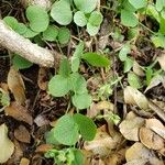 Drymaria cordata Leaf