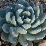 Echeveria amoena Folio