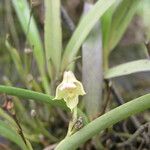 Polystachya carnosa Flor