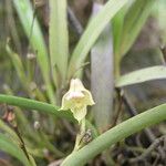 Polystachya carnosa Flower