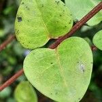 Mitchella repens Leaf