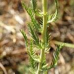 Achillea ligustica Lehti