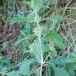 Hygrophila costata Leaf