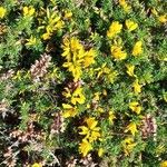 Ulex gallii Flor