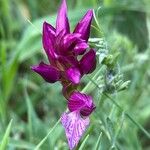 Anacamptis papilionacea Квітка