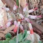 Kalanchoe fedtschenkoi फूल