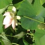 Nelumbo nuciferaMuu