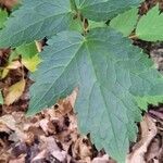 Actaea rubra Levél