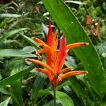 Heliconia psittacorumBloem