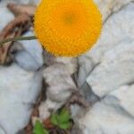 Leucanthemum virgatum 花