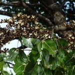 Julbernardia paniculata Flor