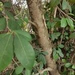 Elaeodendron croceum Кора