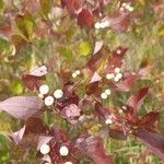 Cornus racemosa Fruit