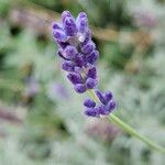 Lavandula angustifolia Квітка