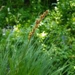 Carex paniculata Blomst