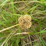 Allium vineale Fruit