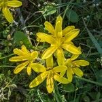 Gagea lacaitae Flower