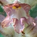 Orobanche rapum-genistae Flor