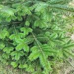 Abies nordmanniana List