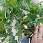 Gardenia jasminoides Alia