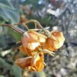 Dombeya burgessiae Цвят