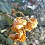 Dombeya burgessiae Flower