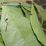 Rinorea hummelii Leaf