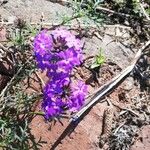 Verbena bipinnatifida फूल