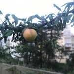 Prunus rivularis Gyümölcs