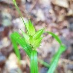 Carex intumescens ഫലം