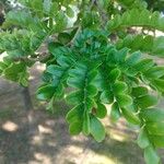 Caesalpinia echinata Hoja