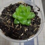 Haworthia cooperiΦύλλο