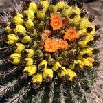 Ferocactus wislizeni Flor