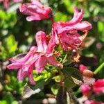 Rhododendron hirsutum Lorea