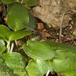 Ambrosina bassii Habit