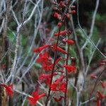 Penstemon utahensis 花