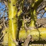 Commiphora schimperi Bark