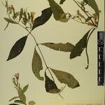 Echinacanthus attenuatus Otro