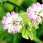 Trifolium resupinatum Other