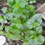 Peperomia pellucida Leaf