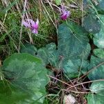 Cyclamen repandum Hábito