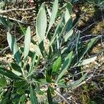 Grevillea olivacea Hoja