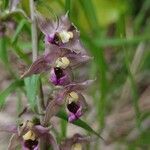 Epipactis helleborineЦвят