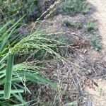 Panicum maximum Fruto
