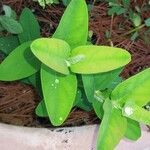 Hypericum beanii Likasa