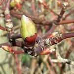 Cornus alba Fuelha