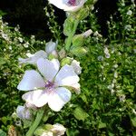 Althaea officinalis Цвят