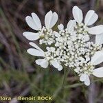 Orlaya grandiflora 花