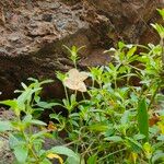 Ruellia patulaΛουλούδι