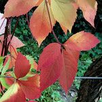 Parthenocissus inserta Blad